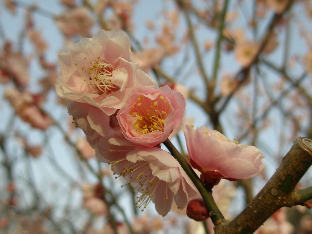 万博公園の梅