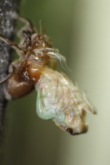 metamorphose