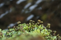 MOSS