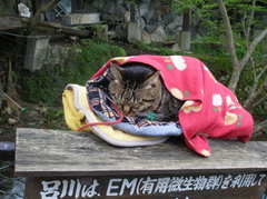 寒いニャー