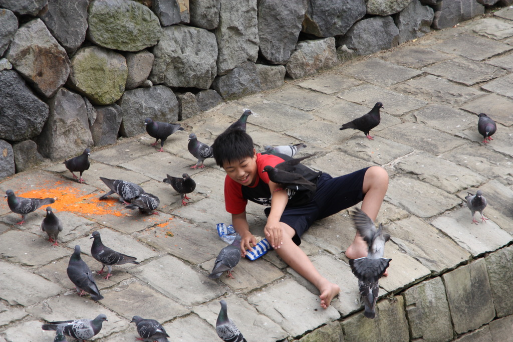 鳩少年