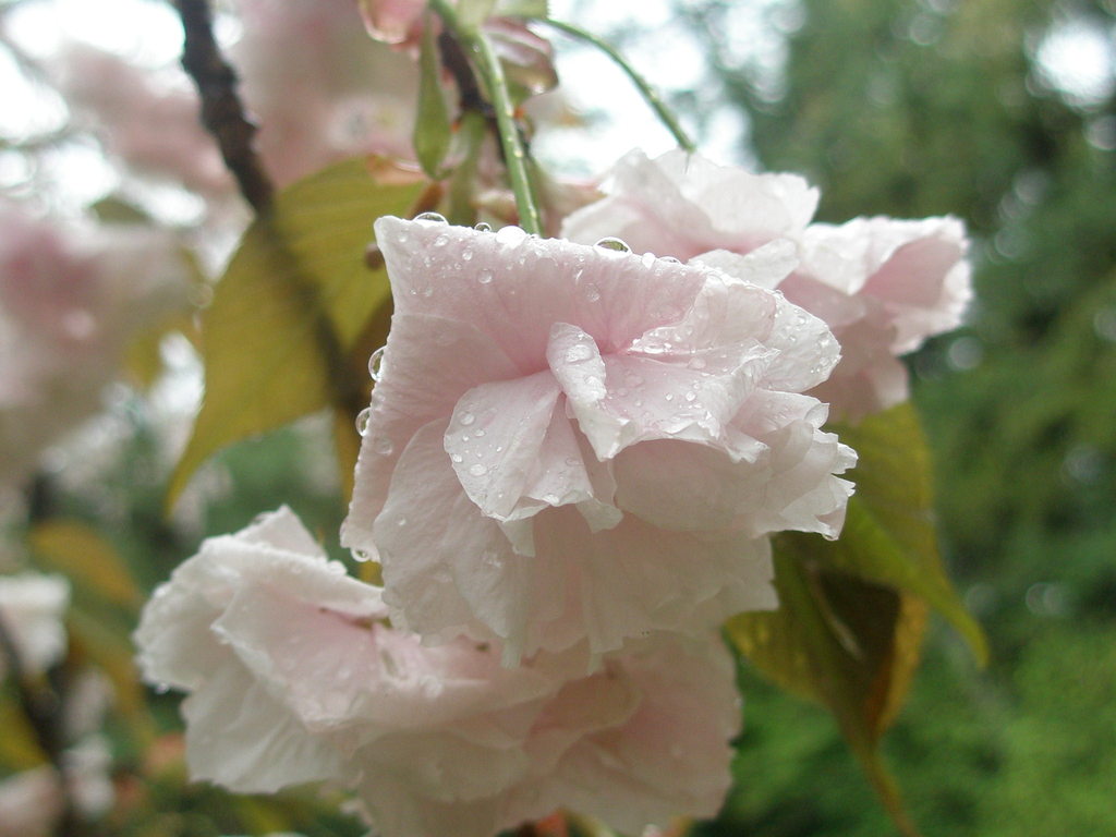 雨降る平安神宮