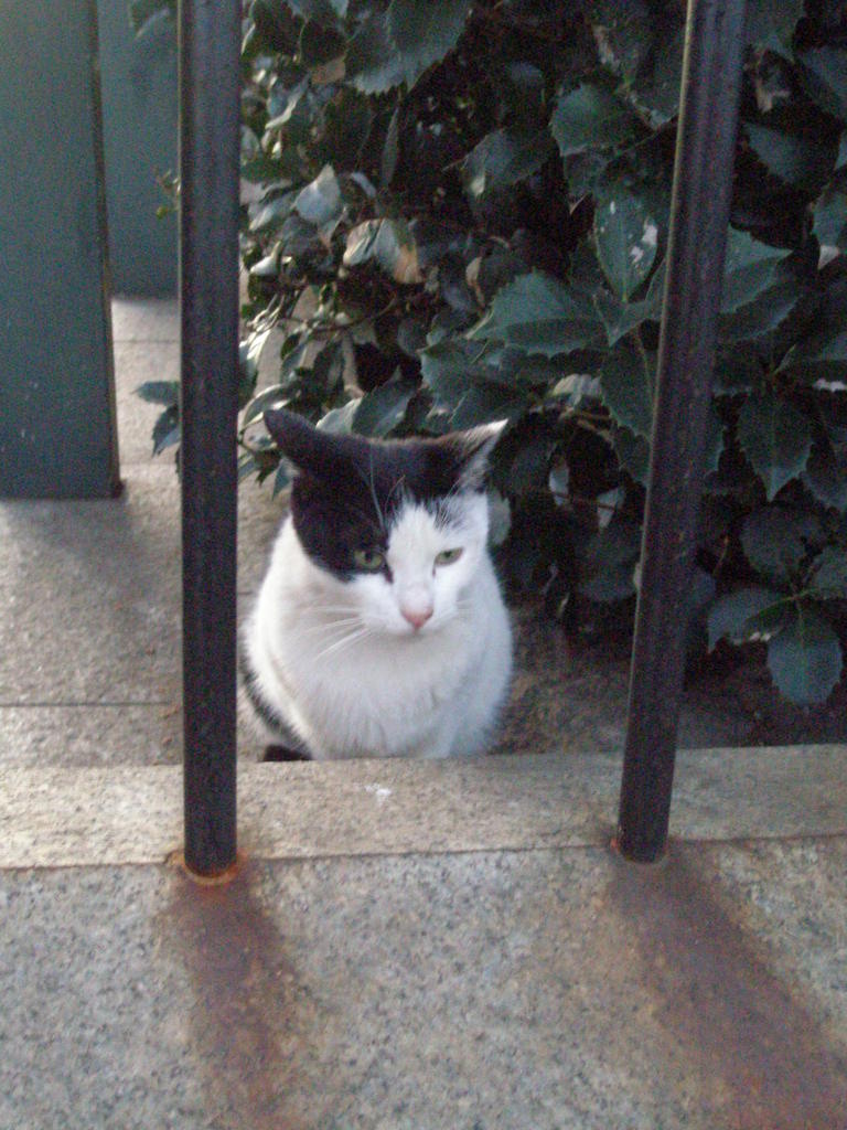 墓地猫