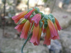 砂漠の花