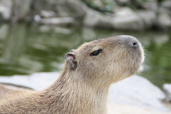 カピバラさん遠い目