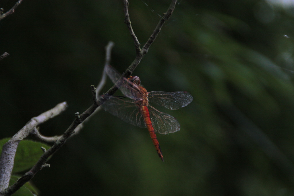 dragonfly