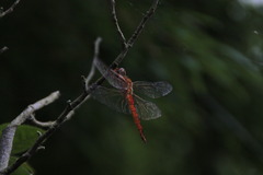 dragonfly