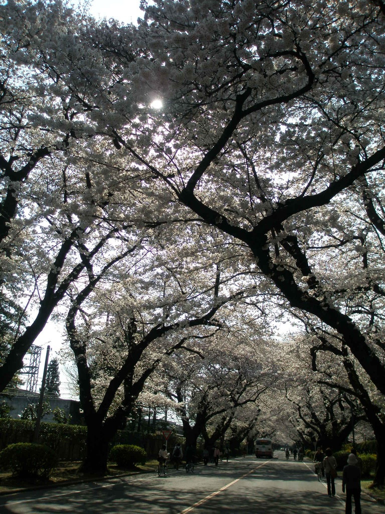 桜！