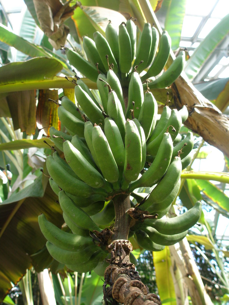 BANANA!!