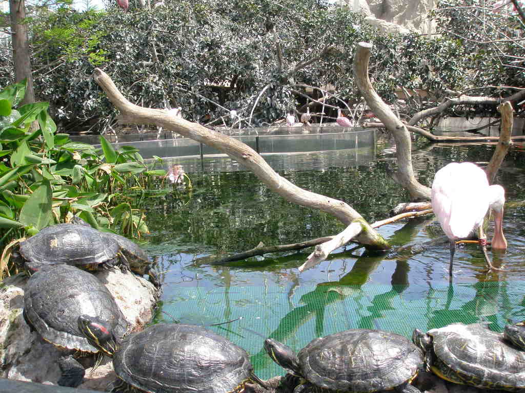 行列ができるZOO