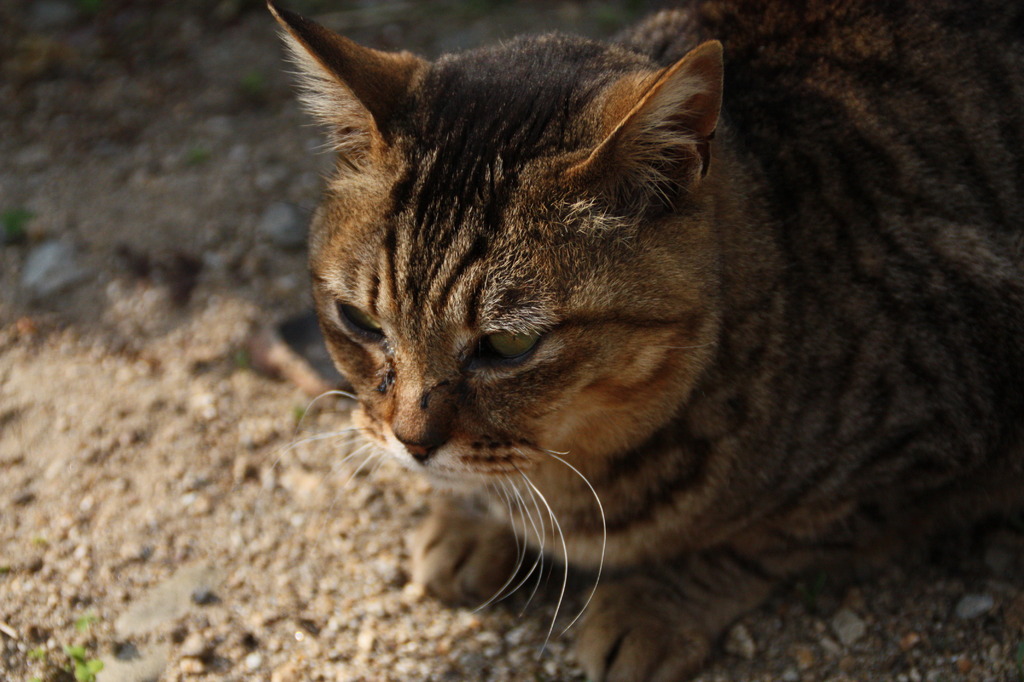 鞆の浦の猫