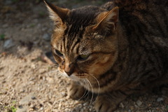 鞆の浦の猫