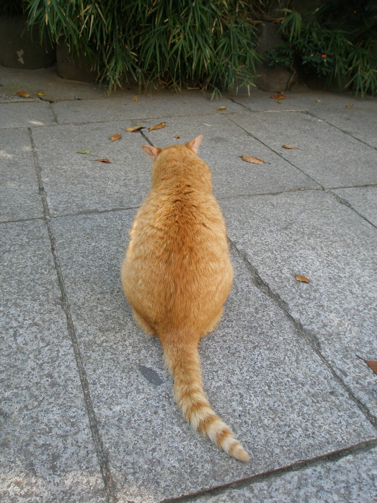 タヌキじゃないねんで