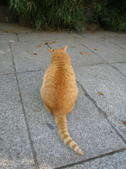 タヌキじゃないねんで
