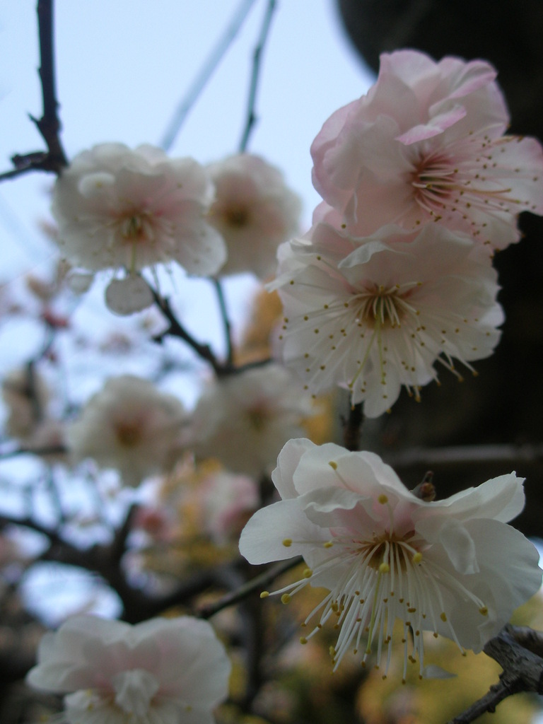 豪華！