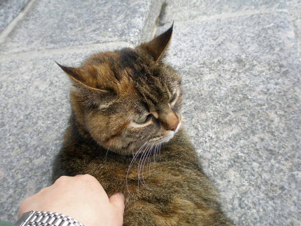 イタリア猫