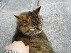 イタリア猫
