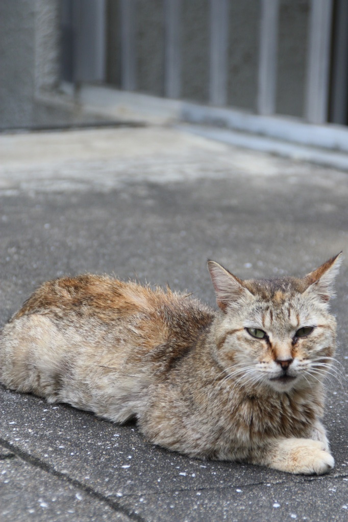 長崎は猫が多い