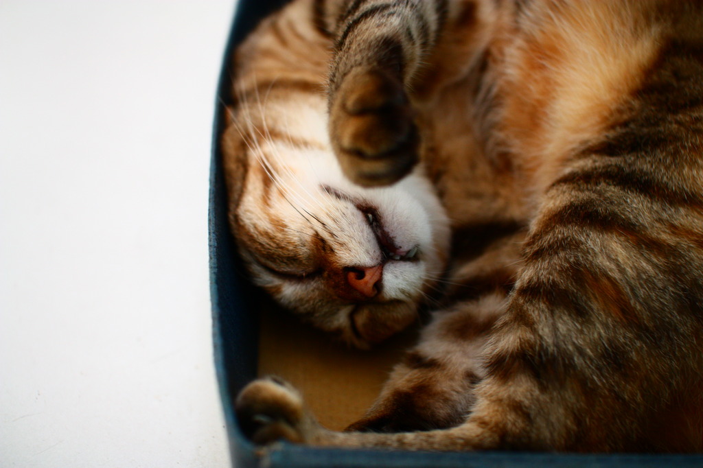 箱入り猫３