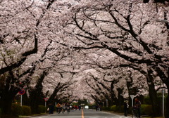 滑走路の桜