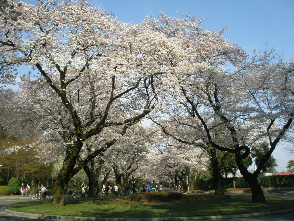 ここの桜は背が高い