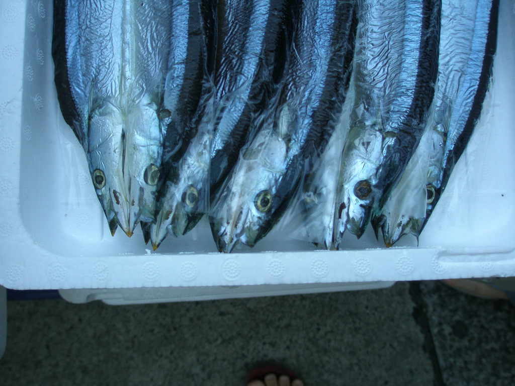 葉山秋刀魚