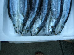 葉山秋刀魚
