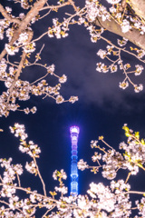 SAKURA gallery