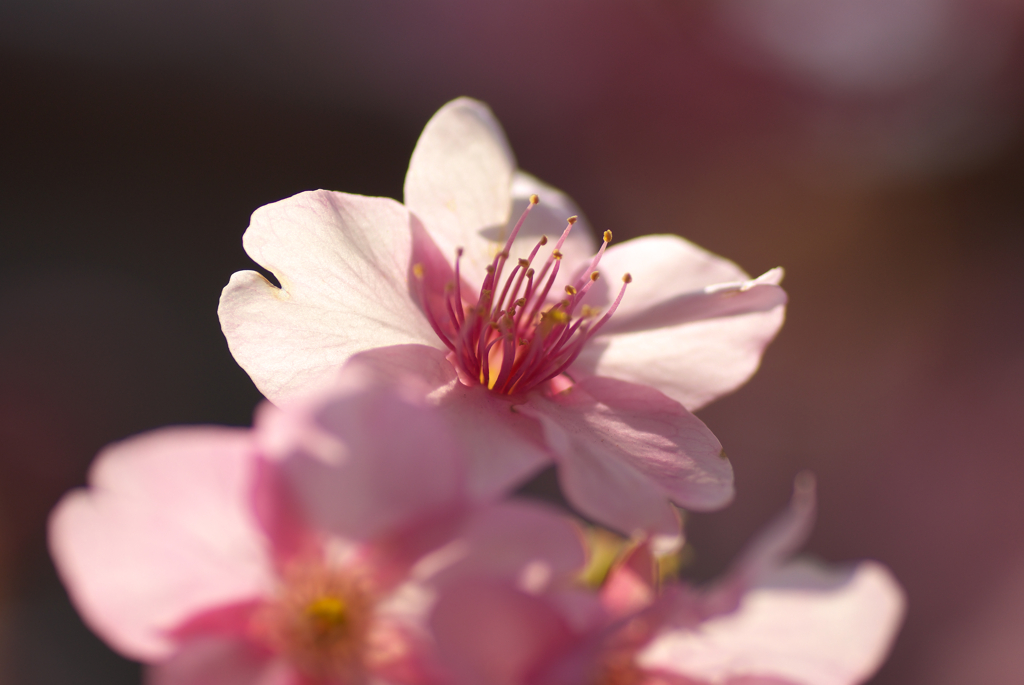 河津桜