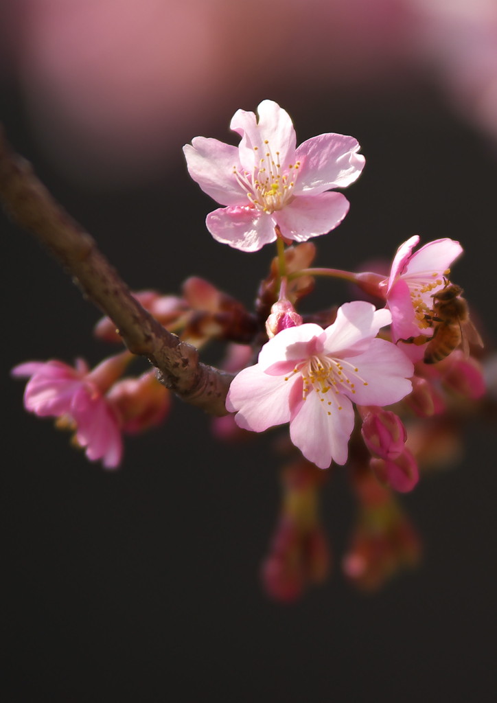 河津桜