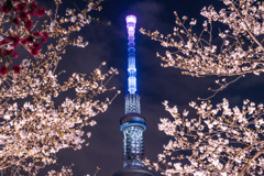 桜に囲まれて