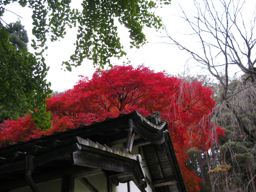 観音堂と紅葉