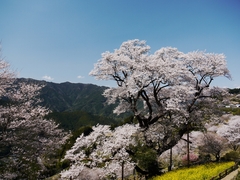 ひょうたん桜