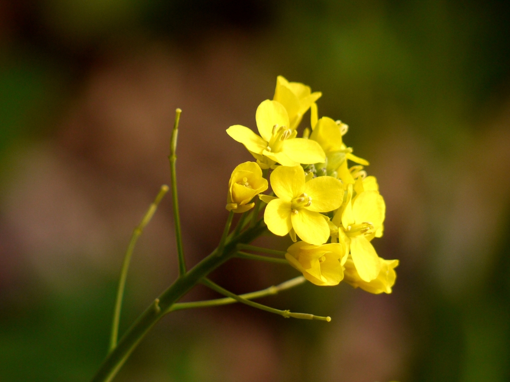 菜の花