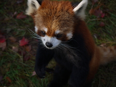 レッサーパンダ