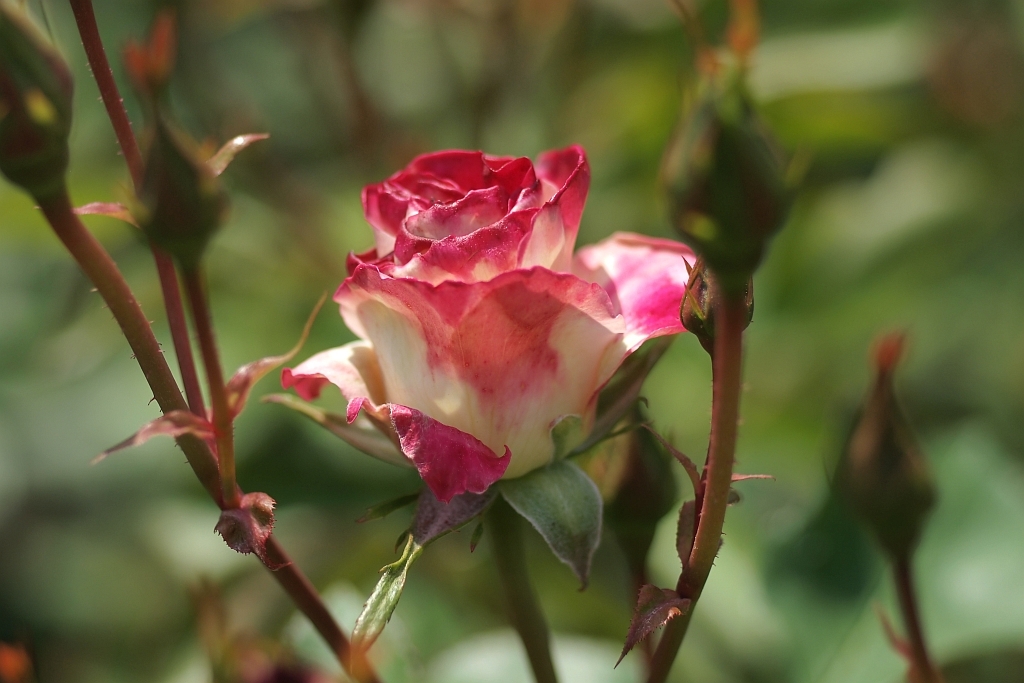 薔薇の香り2010 #1