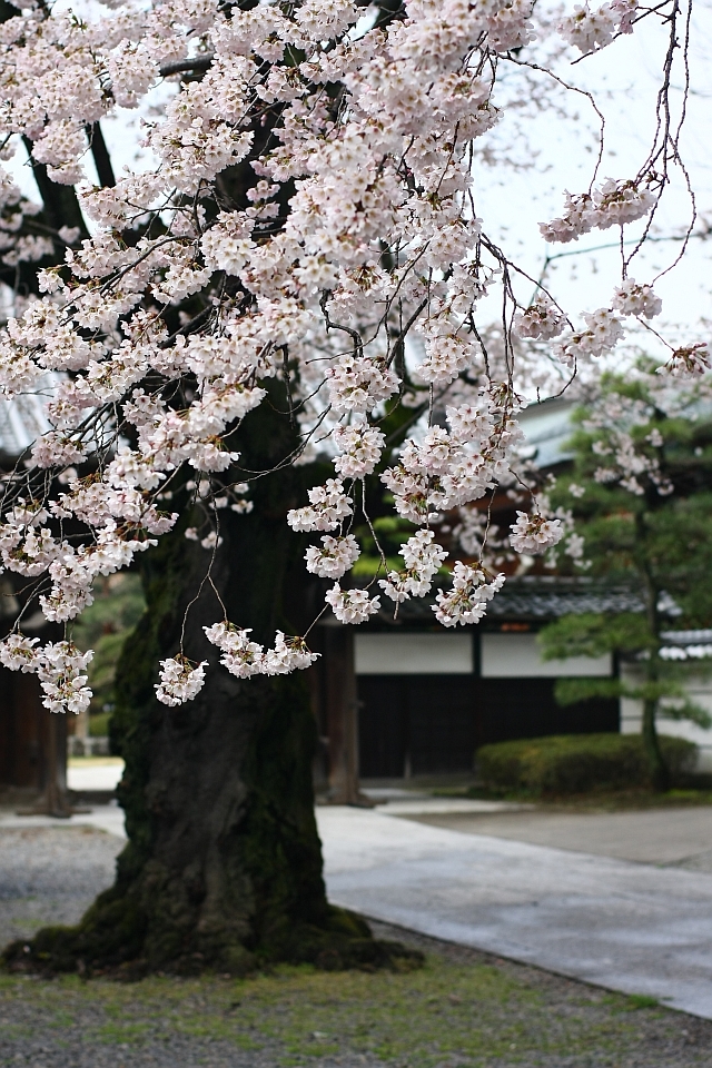 やっぱり、桜!! Part-2