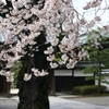 やっぱり、桜!! Part-2