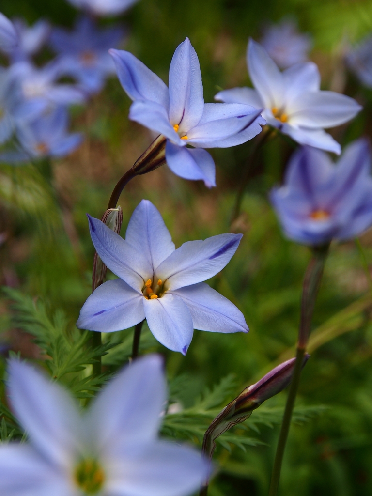 Spring Star