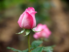 a rose in profile