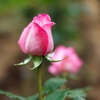 a rose in profile