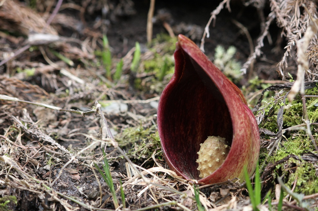 座禅草　Eastern Skunk Cabbage