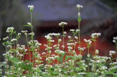 ソバの花　１