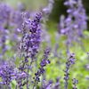 Victoria Blue Salvia