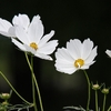 COSMOS