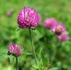 red clover