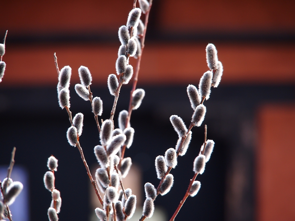 buds of pussy willow