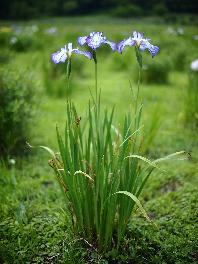 花菖蒲