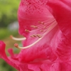 石楠花