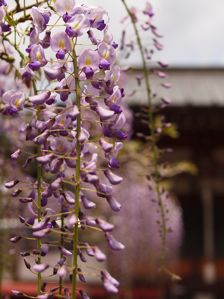 wisteria in bloom